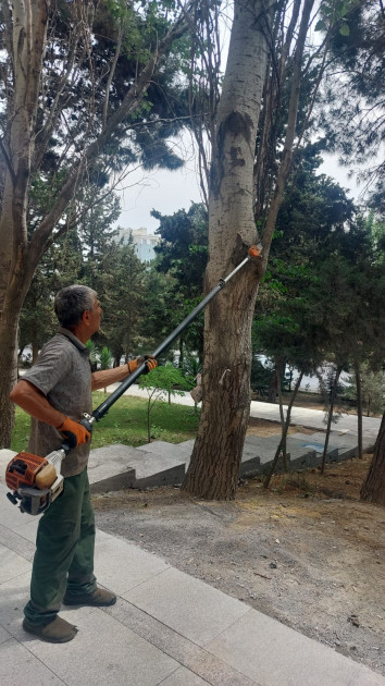 Yaşıllaşdırma Təsərrüfatı Birliyi budama dövrü görülməli işləri indi niyə görür?